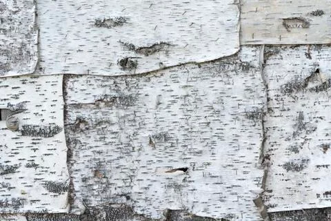 Birch bark texture natural background paper close-up Stock Photos