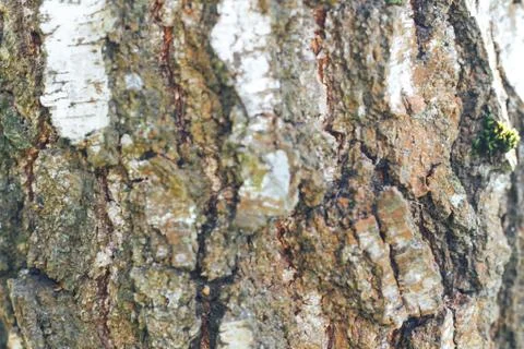 Birch bark texture natural Stock Photos