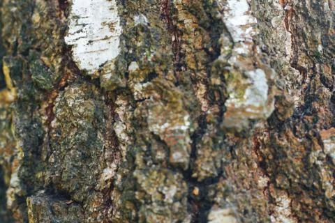 Birch bark texture natural Stock Photos