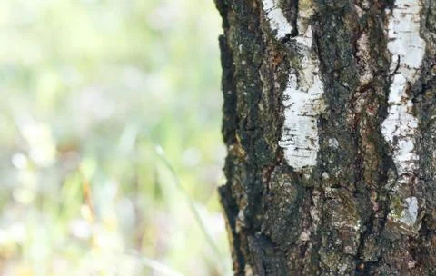 Birch bark texture natural Stock Photos