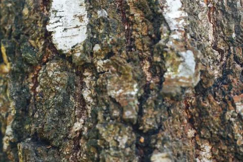 Birch bark texture natural Stock Photos