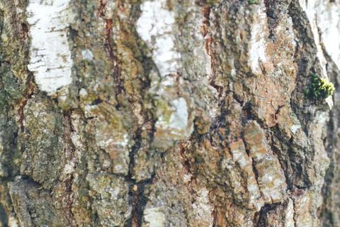 Birch bark texture natural Stock Photos