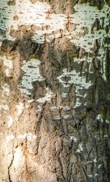 Birch bark texture, natural tree pattern, background Stock Photos