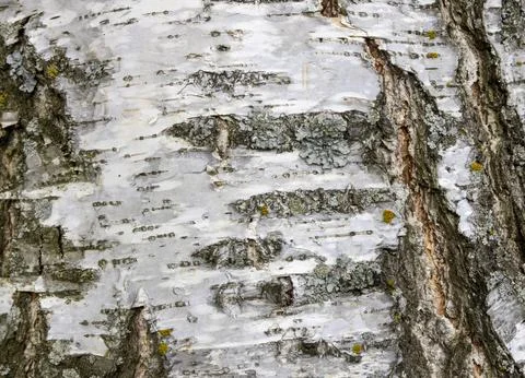 The birch bark texture or background. Macro shot is made by means of stacking Stock Photos