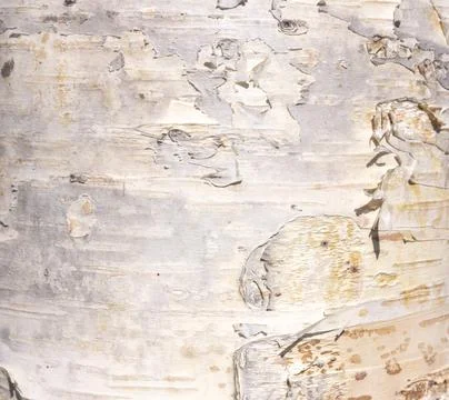 The birch bark texture or background. Macro shot is made by means of stacking Stock Photos