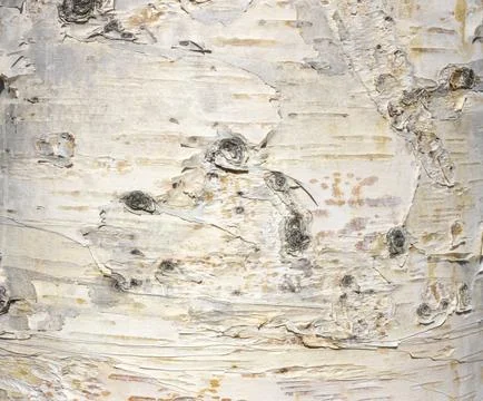 The birch bark texture or background. Macro shot is made by means of stacking Foto stock