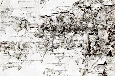 Birch bark texture Stock Photos