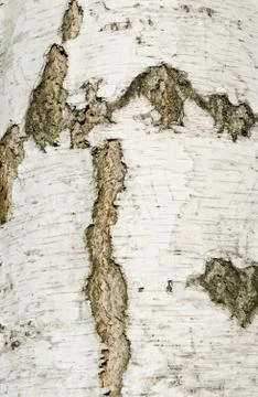 Birch bark texture Stock Photos