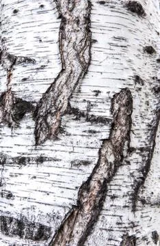 Birch bark texture Stock Photos