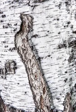 Birch bark texture Stock Photos
