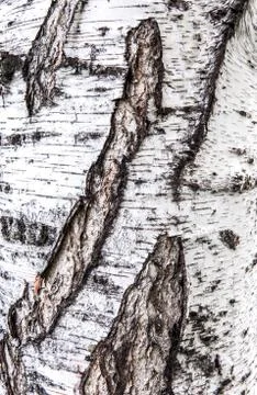 Birch bark texture Stock Photos
