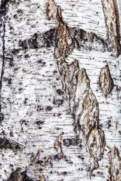 Birch bark texture Stock-Fotos