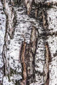 Birch bark texture Stock Photos