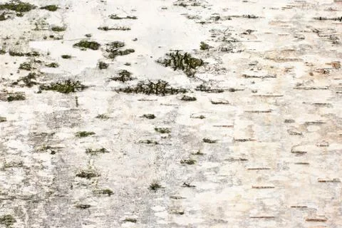 Birch bark texture Stock Photos