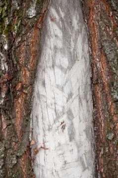 Birch Bark Texture Stock Photos