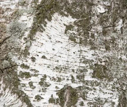 Birch Bark Texture Stock Photos