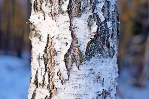 Birch bark, texture Stock Photos