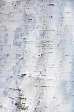 Birch bark texture 스톡 사진