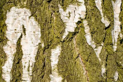 Birch bark texture Stock Photos