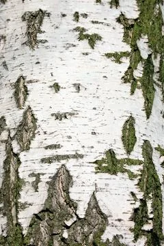 Birch Bark Texture Stock Photos