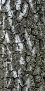 Birch Bark Texture.Old Tree, natural background Stock Photos