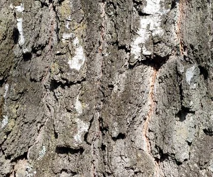 Birch Bark Texture.Old Tree, natural background Stock Photos