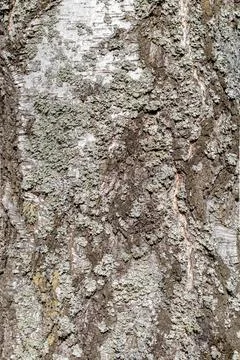 Birch Bark Texture.Old Tree, natural background Stock Photos