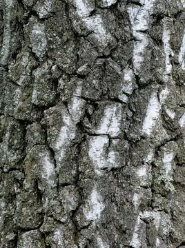 Birch Bark Texture.Old Tree, natural background Stock Photos