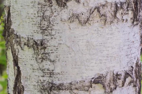 Birch bark, tree bark texture Stock Photos