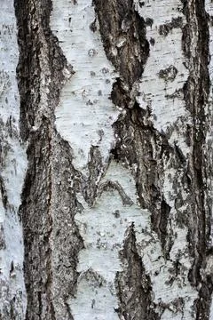 Birch bark, tree bark texture Stock Photos