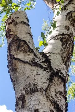 Birch bark, tree bark texture Stock Photos