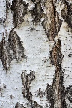 Birch bark, tree bark texture Stock Photos