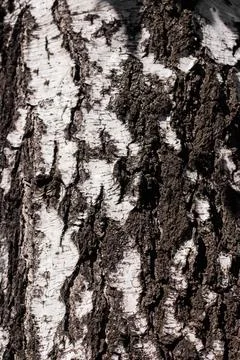 Birch bark, tree bark texture Stock Photos