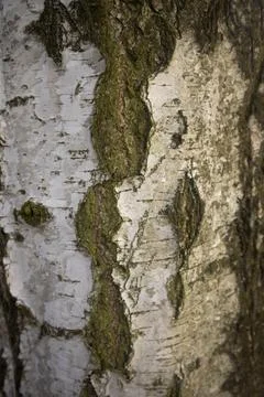 Birch bark, tree close-up Stock Photos