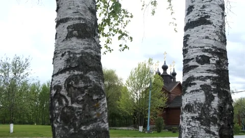 Birch bark tree in the park and the church 库存影片 240435862
