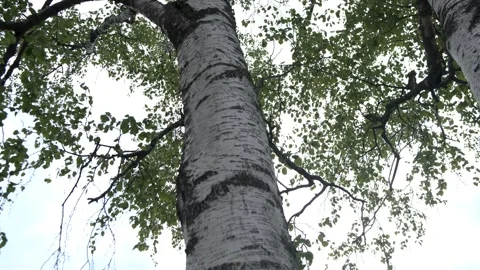 Birch bark tree in the park 库存影片 240435881
