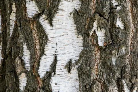 Birch bark tree texture background. Grunge natural texture of wood bark. Stock Photos