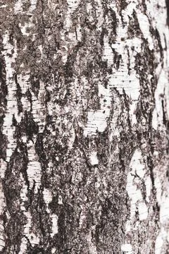 Birch bark tree texture. a natural background Stock Photos