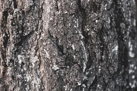 Birch bark tree texture. a natural background Stock Photos