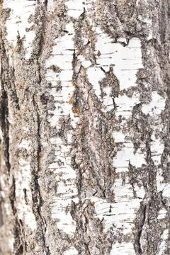Birch bark tree texture. a natural background Stock Photos