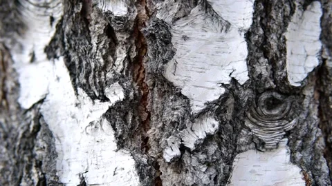 Birch bark on tree trunk in the forest. Birch pattern texture. Close up tilt. Stock-Footage 151241953