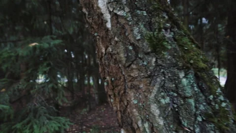 Birch bark on tree trunk in the forest. Birch white and black pattern Stock Footage 219610477