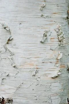 Birch bark tree trunk Stock Photos