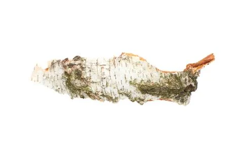 Birch bark on white isolated background Foto stock