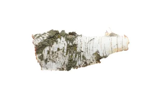 Birch bark on white isolated background 库存照片