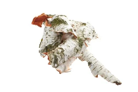 Birch bark on white isolated background Stock Photos