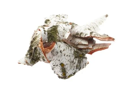 Birch bark on white isolated background Foto stock