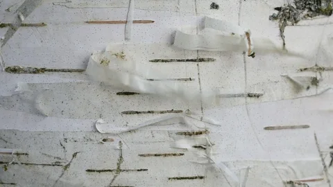 Birch bark in the wind, close-up Stock Footage 117895927