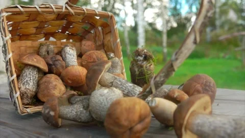 Birch basket full of freshly picked mushrooms is falling on a surface of table Video stock 146062802