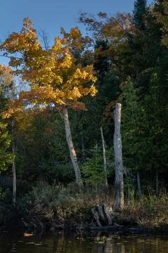 A birch begins to change colour. Stock Photos